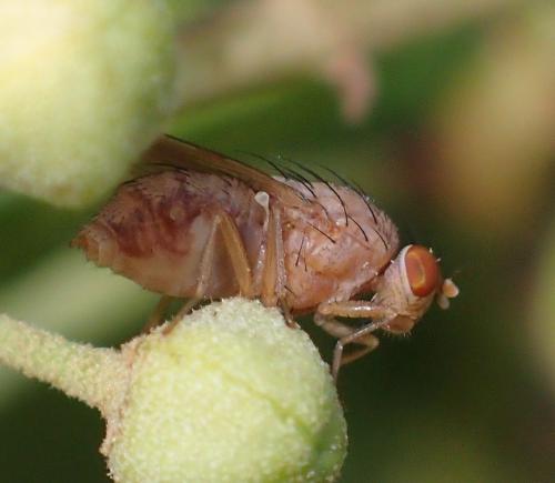 Minettia sp.